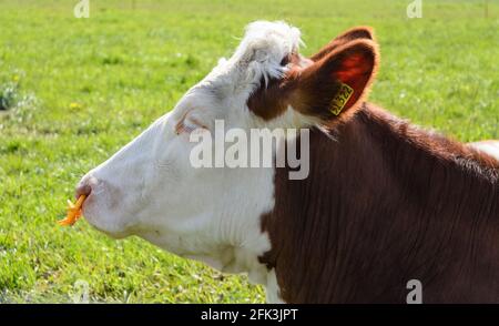 Fleckvieh-Rind (Bos primigenius taurus), Viehbestand auf einer Weide in Rheinland-Pfalz, Deutschland, Westeuropa Stockfoto