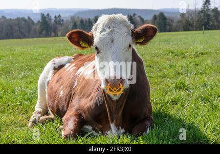 Fleckvieh-Rind (Bos primigenius taurus), Viehbestand auf einer Weide in Rheinland-Pfalz, Deutschland, Westeuropa Stockfoto