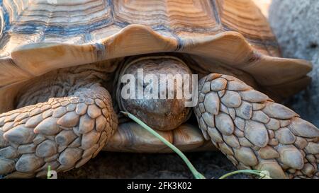 Nahaufnahme der Wüstenschildkröte (Gopherus agassizii und Gopherus morafkai), auch bekannt als Wüstenschildkröten, sind zwei Arten von Schildkröten. Wüstenschildkröten Stockfoto