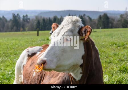 Fleckvieh-Rind (Bos primigenius taurus), Viehbestand auf einer Weide in Rheinland-Pfalz, Deutschland, Westeuropa Stockfoto