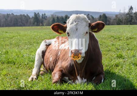 Fleckvieh-Rind (Bos primigenius taurus), Viehbestand auf einer Weide in Rheinland-Pfalz, Deutschland, Westeuropa Stockfoto