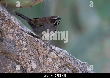 Spatzen mit fünf Streifen (Amphispiza quinvestriata) Stockfoto