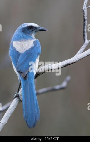 Männliche Florida Scrub-Jay (Aphelocoma coerulescens) an merrit Island Stockfoto