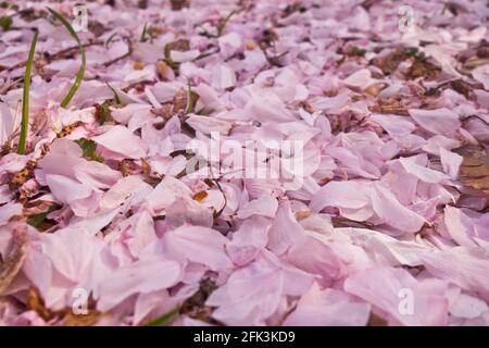 Boden bedeckt mit rosa Blüten von Kirschbaum Stockfoto
