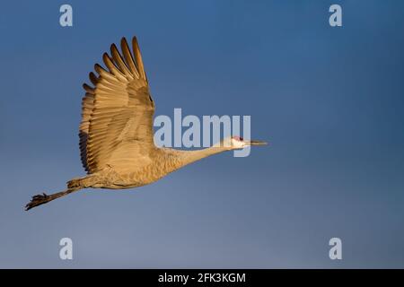 Sandhill Crane (Grus canadensis) Erwachsener im Flug Stockfoto