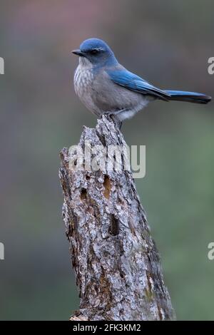 Westlicher Scrub-Jay (Aphelocoma calofornica) Erwachsener, der auf einem Ast thront Stockfoto