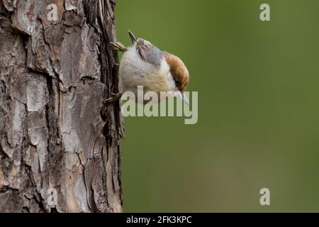 Braunköpfiger Nuthatch (Sitta pusilla), der an einem Baum thront Stockfoto