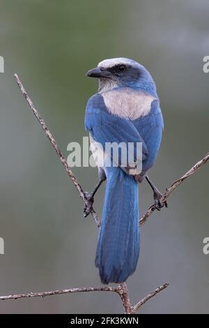 Männliche Florida Scrub-Jay (Aphelocoma coerulescens) an merrit Island Stockfoto