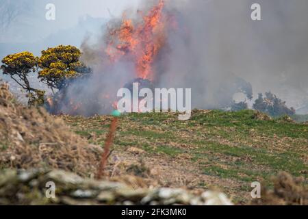 In Nordwales brennender Gorse. Stockfoto