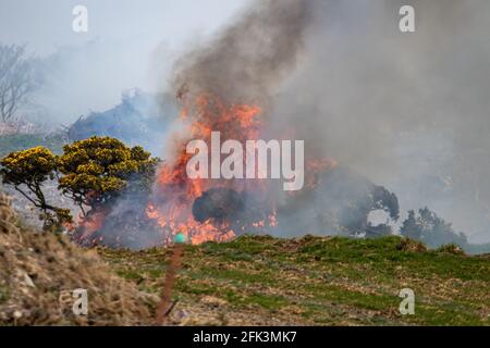 In Nordwales brennender Gorse. Stockfoto