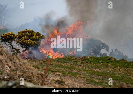 In Nordwales brennender Gorse. Stockfoto