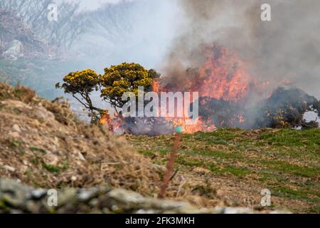 In Nordwales brennender Gorse. Stockfoto