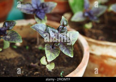 Dunkle Opal-Basilikum (Purpurascens, Ocimum basilicum, Sweet Basil) Sämlinge, die in Töpfen auf Regalen gepflanzt werden, wachsen in Töpfen in einem Terrassengarten. Stockfoto