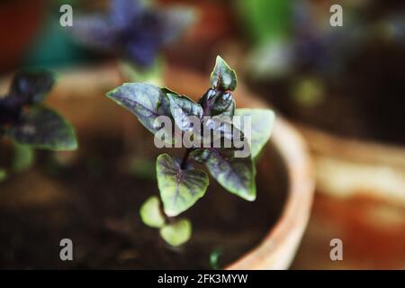 Dunkle Opal-Basilikum (Purpurascens, Ocimum basilicum, Sweet Basil) Sämlinge, die in Töpfen auf Regalen gepflanzt werden, wachsen in Töpfen in einem Terrassengarten. Stockfoto