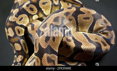 Foto von Royal Ball Python auf schwarzer Textur Stockfoto