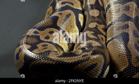 Aufnahmen von Royal Ball Python auf dunklem Hintergrund Stockfoto