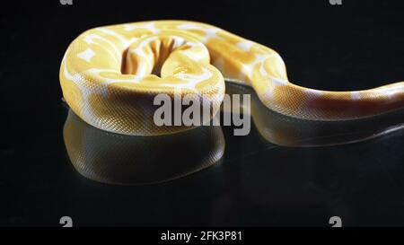 Aufnahmen von Albino Ball Royal Phyton auf Glas Stockfoto