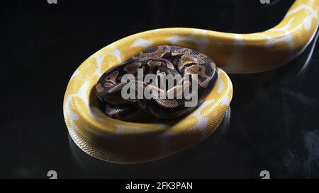 Foto von Albino und Kugelphyton auf dunklem Glas Stockfoto