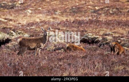 Glencoe, Lochaber, Schottland, Großbritannien. April 2021. Am Vormittag ist es sonnig in den Highlands, das Black Rock Cottage sieht makellos aus im Sonnenschein und Red Deer Hinds kauen auf dem Heidekraut auf dem Rannoch Moor. Mehr Wohnmobil und Reisemobile über heute im Vergleich zu den vorherigen zwei Tagen. Stockfoto