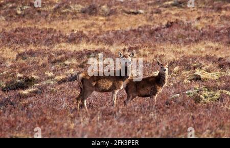 Glencoe, Lochaber, Schottland, Großbritannien. April 2021. Am Vormittag ist es sonnig in den Highlands, das Black Rock Cottage sieht makellos aus im Sonnenschein und Red Deer Hinds kauen auf dem Heidekraut auf dem Rannoch Moor. Mehr Wohnmobil und Reisemobile über heute im Vergleich zu den vorherigen zwei Tagen. Stockfoto