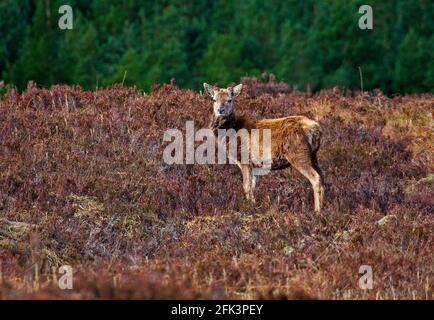 Glencoe, Lochaber, Schottland, Großbritannien. April 2021. Am Vormittag ist es sonnig in den Highlands, das Black Rock Cottage sieht makellos aus im Sonnenschein und Red Deer Hinds kauen auf dem Heidekraut auf dem Rannoch Moor. Mehr Wohnmobil und Reisemobile über heute im Vergleich zu den vorherigen zwei Tagen. Stockfoto