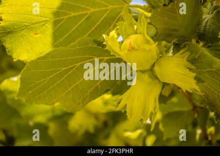 Reife Früchte der Haselnuss. Haselnussbaum, mit jungen Früchten. Stockfoto