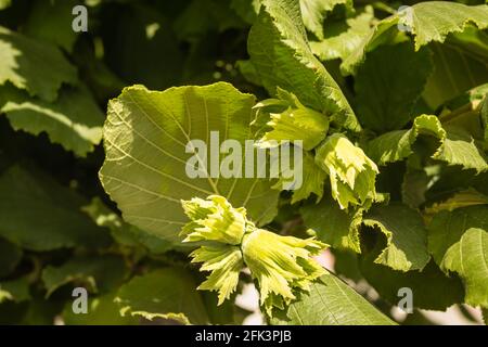 Reife Früchte der Haselnuss. Haselnussbaum, mit jungen Früchten. Stockfoto