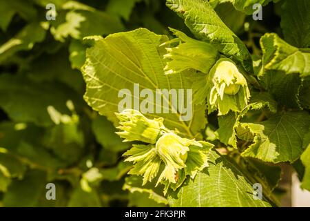 Reife Früchte der Haselnuss. Haselnussbaum, mit jungen Früchten. Stockfoto