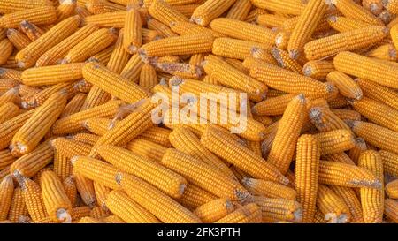 Haufen von gesundem gelbem Mais. Frische reife Körner zum Trocknen. Reife Maiskörner auf Maiskolben. Stockfoto