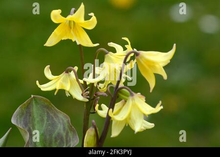 Gelbe Blüten von Erythronium Kondo Hundezahn Violett oder Forelle Lily Stockfoto