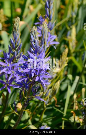 Camassia Leichtlinii subsp suksdorfii caerulea Gruppe von sternförmigen Racemen Violett blaue Blüten camass caerulea Gruppe Stockfoto