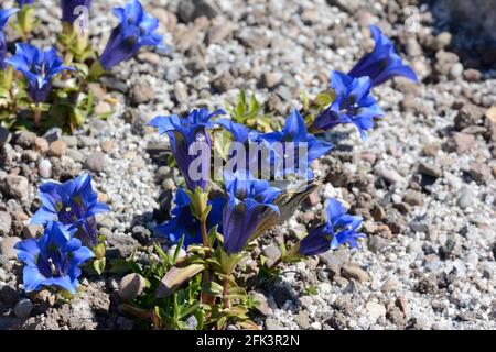 Blaue Blüten der Alpinen Pflanze Gentiana occidentalis Pyrenäen-Trompete Enzian wächst in einem Steingarten Stockfoto