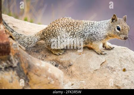 Rock Squirrel sitzt auf einer Kante über dem Grand Canyon Stockfoto