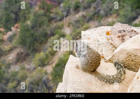 Felshörnchen starrt in den Abgrund am Rand des Grand Canyon Stockfoto