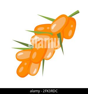 Zweig der Sanddorn-Orangen-Beeren mit kleinen grünen Blättern Auf weißem Hintergrund isolierte Vektorgrafik Stock Vektor