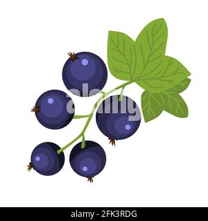 Brunch mit schwarzen Johannisbeeren handgezeichnete Ikone grüne Blätter dunkel Blaue Beeren Vektor-Illustration von reichen Vitaminfutter Stock Vektor