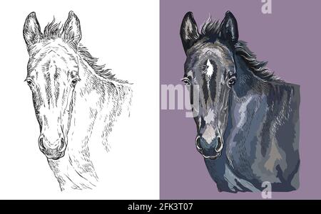 Realistischer Kopf des jungen schwarzen Ponys. Vektor schwarz-weiß und bunt isoliert Illustration von Pferd. Für Dekoration, Malbuch, Design, Drucke, Stock Vektor