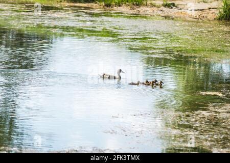 Eine Ente mit jungen Enten schwimmt auf dem Wasser im Nebenfluss der Donau, Novi Sad, Serbien. Stockfoto