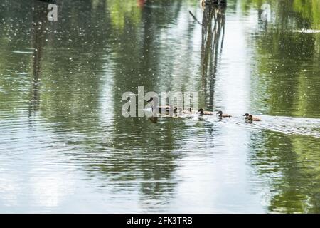 Eine Ente mit jungen Enten schwimmt auf dem Wasser im Nebenfluss der Donau, Novi Sad, Serbien. Stockfoto