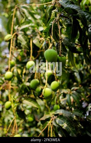 Unreife grüne Mangofrüchte hängen an den Zweigen mit Blättern mit selektivem Fokus. Stockfoto