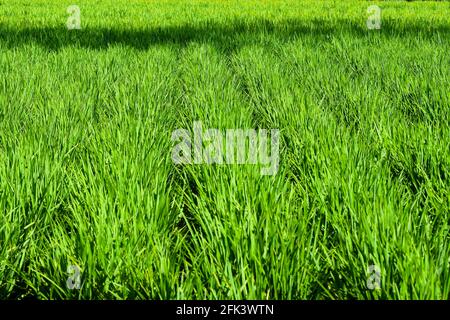 Schöner grüner Reis auch als Reisig in der Farm Feld in Indien angebaut bekannt. Verwendet selektiven Fokus. Stockfoto