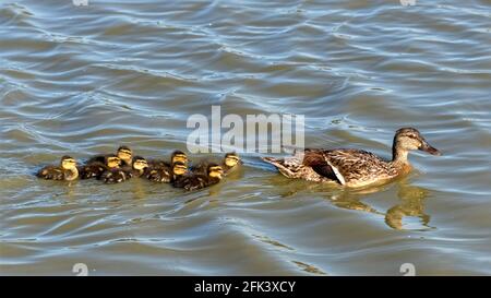 Weibliche Ente Stockente (Anas Platyrhynchos) im Gänsemarsch mit seiner Entenküken auf einem See schwimmen Stockfoto