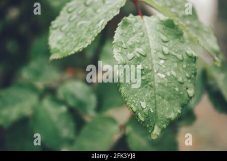 Blätter mit Regenwasser und Kräutern im Hintergrund Stockfoto