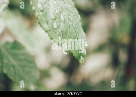 Blätter mit Regenwasser und Kräutern im Hintergrund Stockfoto