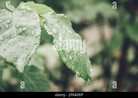 Blätter mit Regenwasser und Kräutern im Hintergrund Stockfoto