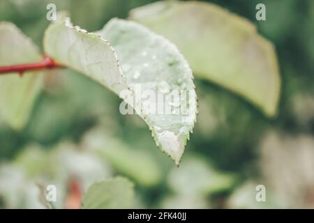 Blätter mit Regenwasser und Kräutern im Hintergrund Stockfoto