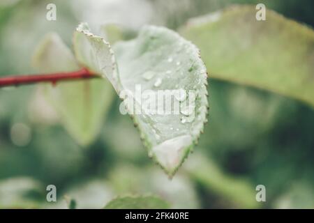 Blätter mit Regenwasser und Kräutern im Hintergrund Stockfoto