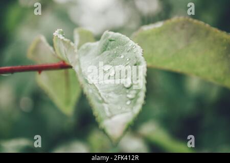 Blätter mit Regenwasser und Kräutern im Hintergrund Stockfoto