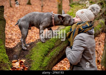 Französische Bulldogge spielt mit ihrem Besitzer auf einem Hundespaziergang Im Wald Stockfoto