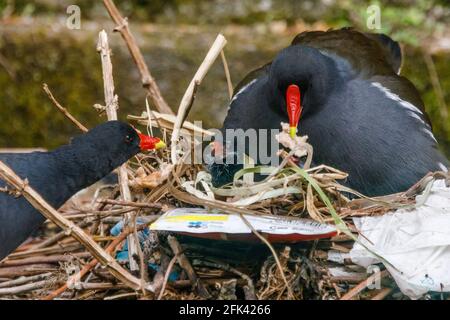 Wapping Canal, London, Großbritannien. April 2021. Moorhen Familie füttert ihre Jungen in ihrem Nest, hergestellt aus einer Mischung aus Wasserpflanzen und menschlichen ausrangierten Plastiktüten und knusprigen Verpackungen, auf einem städtischen Kanal in Wapping, Tower Hamlets, London, E1W Amanda Rose/Alamy Live News Stockfoto